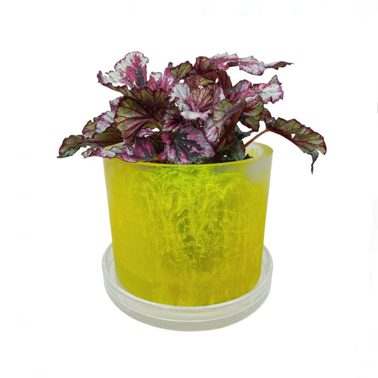 Plant Pot - Clear | Yellow Rorschach